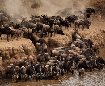 wilderbeest crossing treachorous river